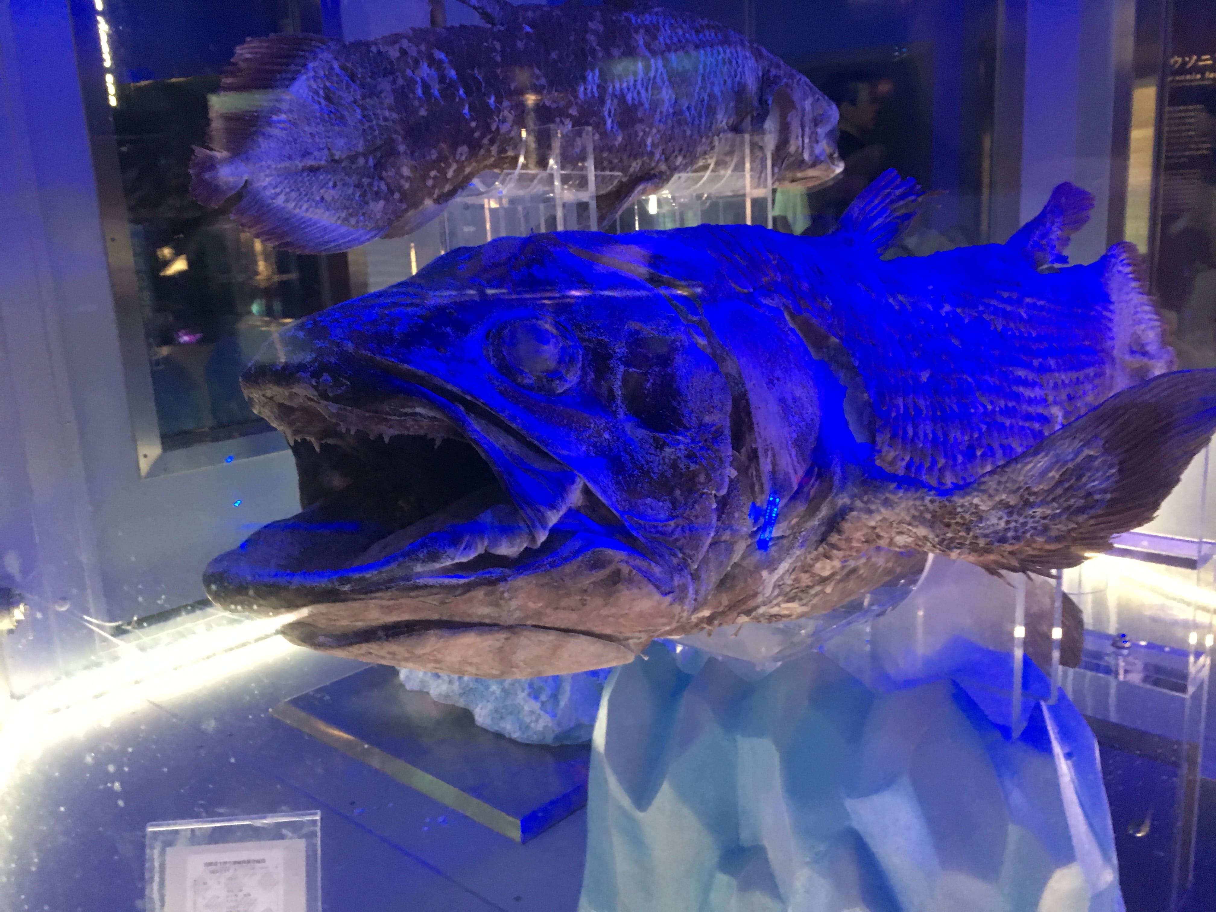 沼津港深海水族館